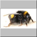 Bombus terrestris - Erdhummel 09.jpg